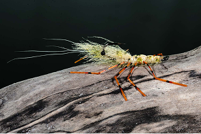 Honey Shrimp