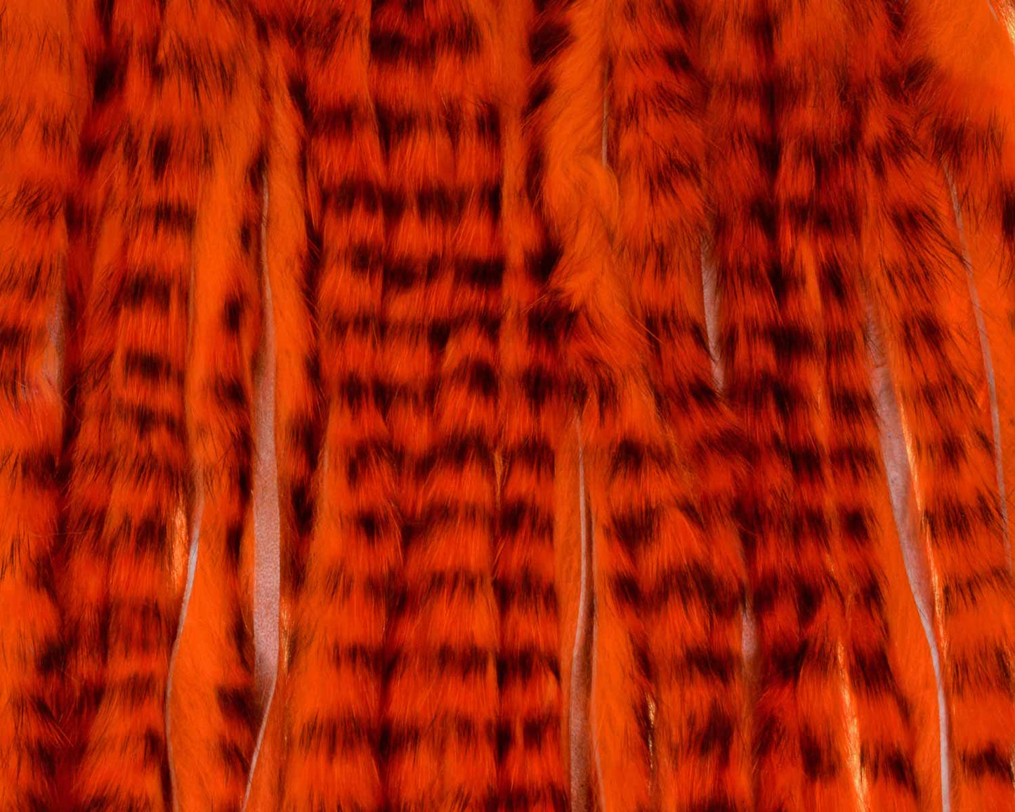 A.Jensen TIGER ZONKER STRIPS