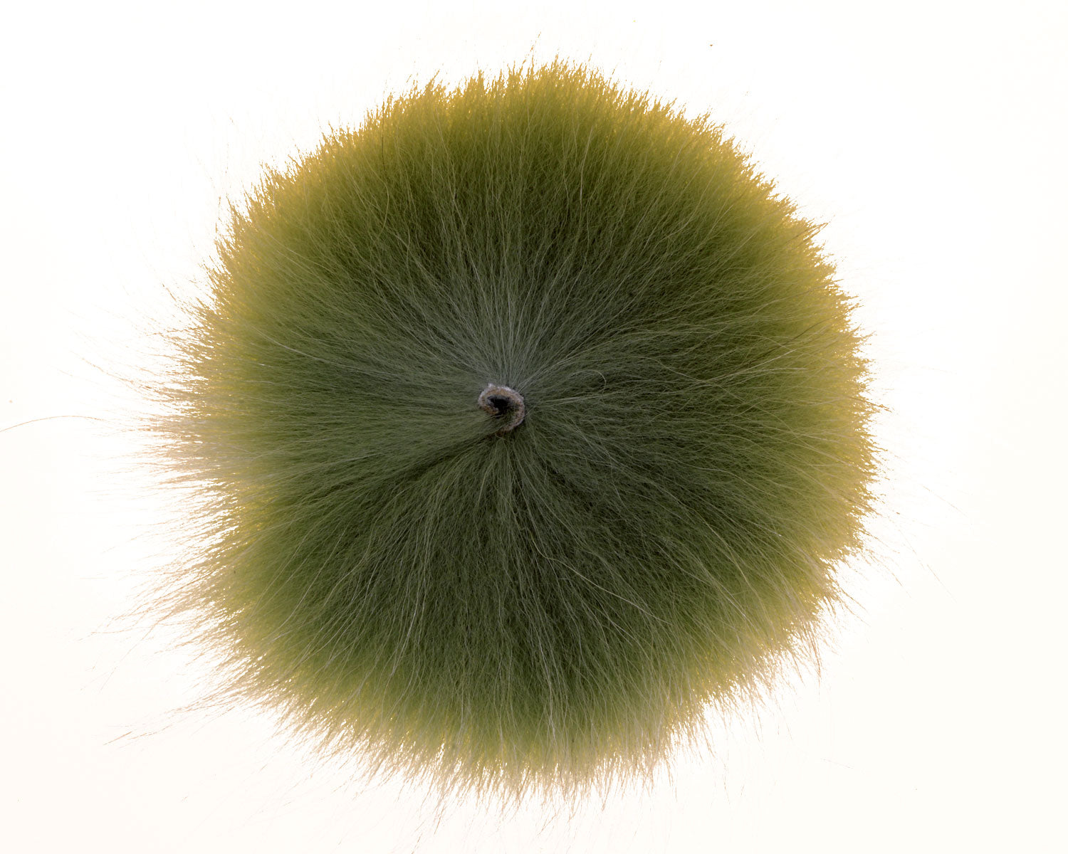 A.Jensen GRADE 1 FOX TAIL