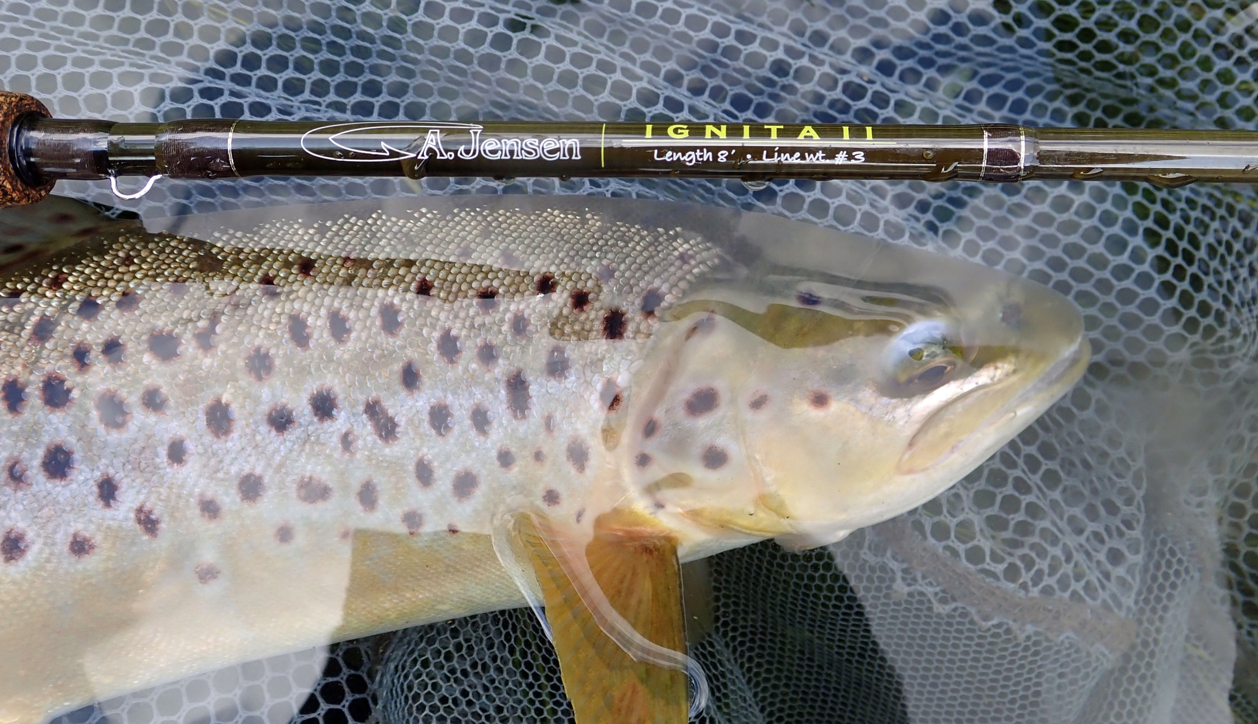 Dry Fly