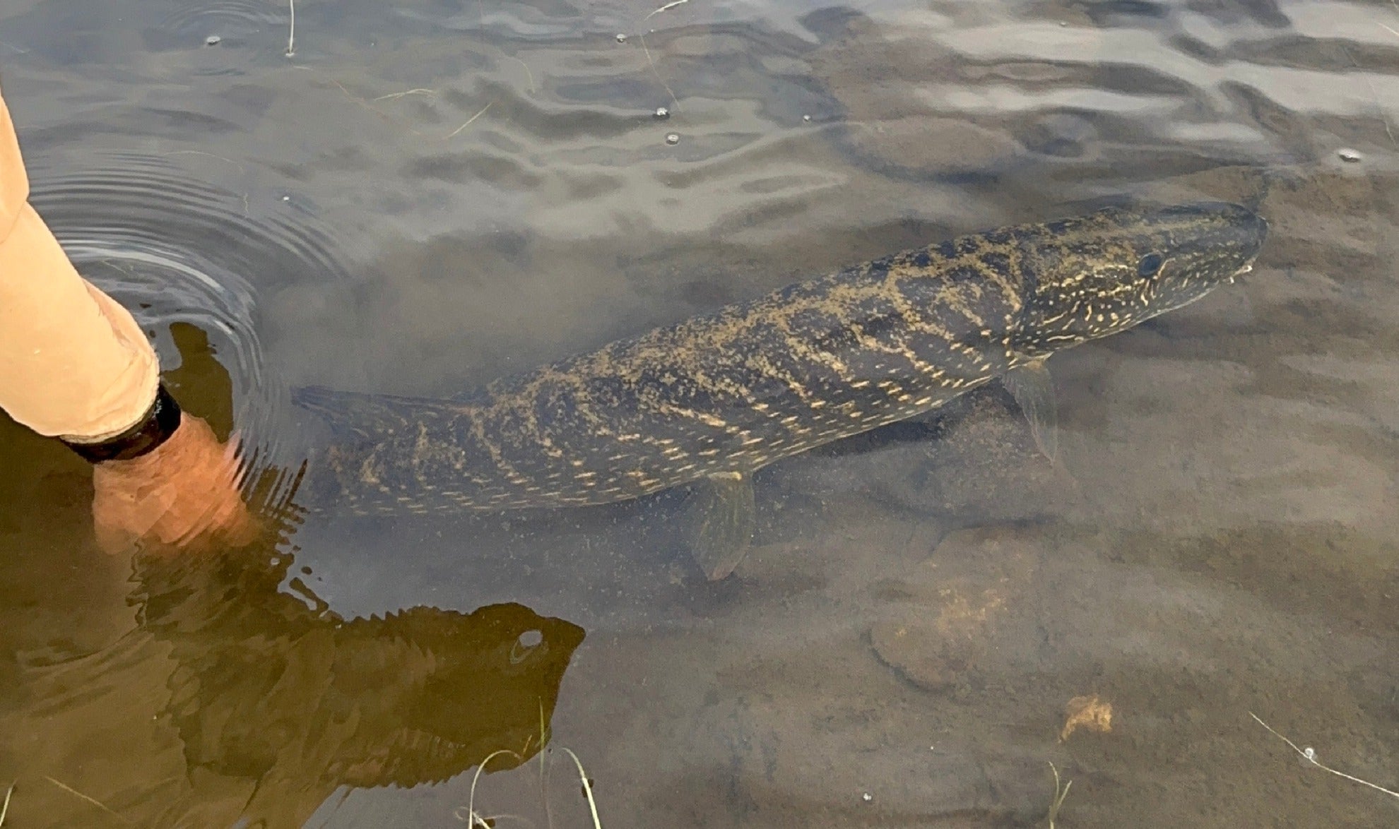 Pike & Musky